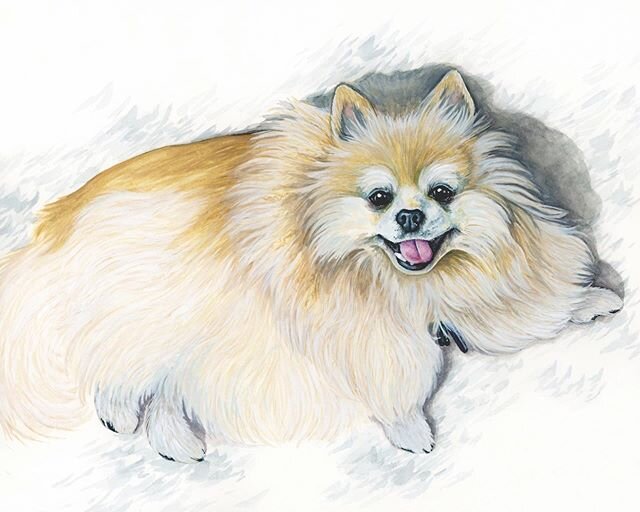 This fluffy pupperino lounging about on a equally fluffy white carpet makes me very happy. During our first call to discuss the gift commission of her daughter&rsquo;s Pomeranian, my lovely client and I forgot the name of the breed and accidentally c