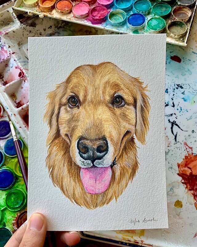 Gah, I just want to give this pupper the biggest hug and tell him he's a good boi. 
Pet Portraits, like this 5x7 inch one of Indy the Golden, are available in my shop at sofialenore.com! .
.
#illustrationartists #painting #drawing #art #illustration 