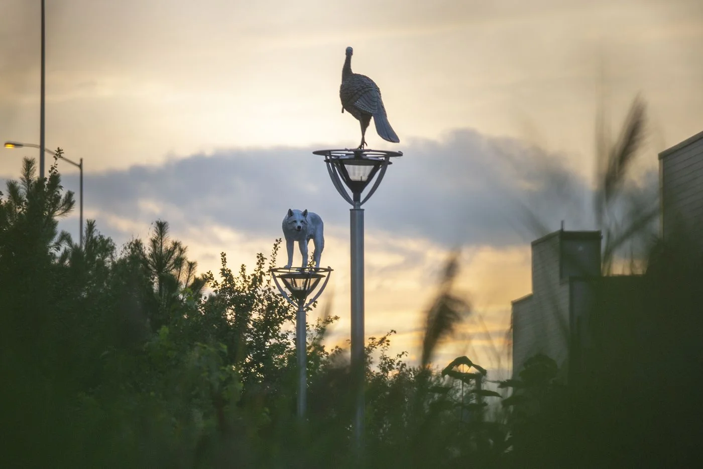 TYGER WILLIAMS / STAFF PHOTOGRAPHER A wolf and a turkey stand atop lampposts on East Columbia Ave.
