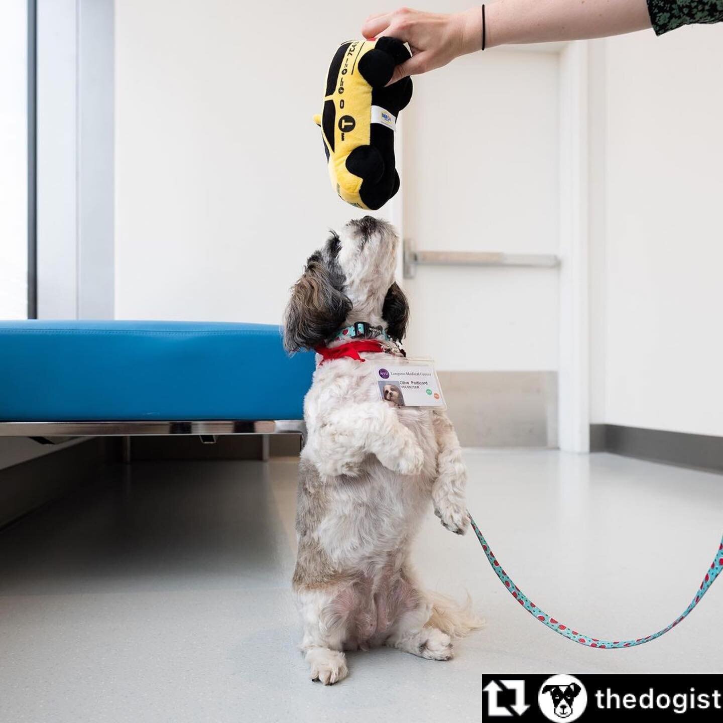 Life imitating art. Check out therapy dog Olive doing her best impression of @donaldlipski&rsquo;s sculpture &lsquo;Spot&rsquo;. 

This incredible little pup brings so much joy to the young patients at @hassenfeldchildrenshospital&rsquo;s in NYC wher