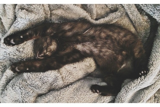 sleepy wildebeest cat tax
