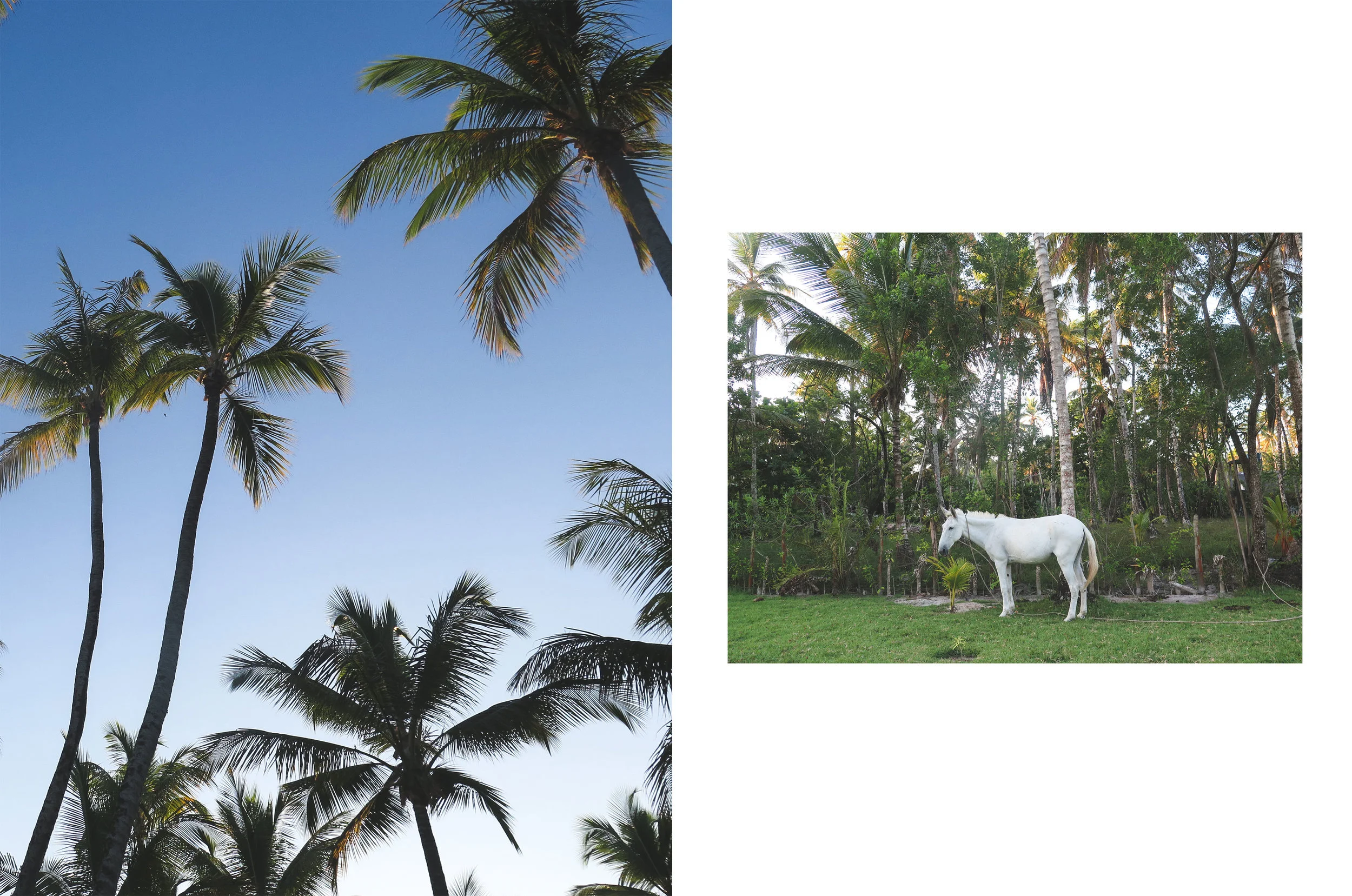 PALMS_HORSE.jpg