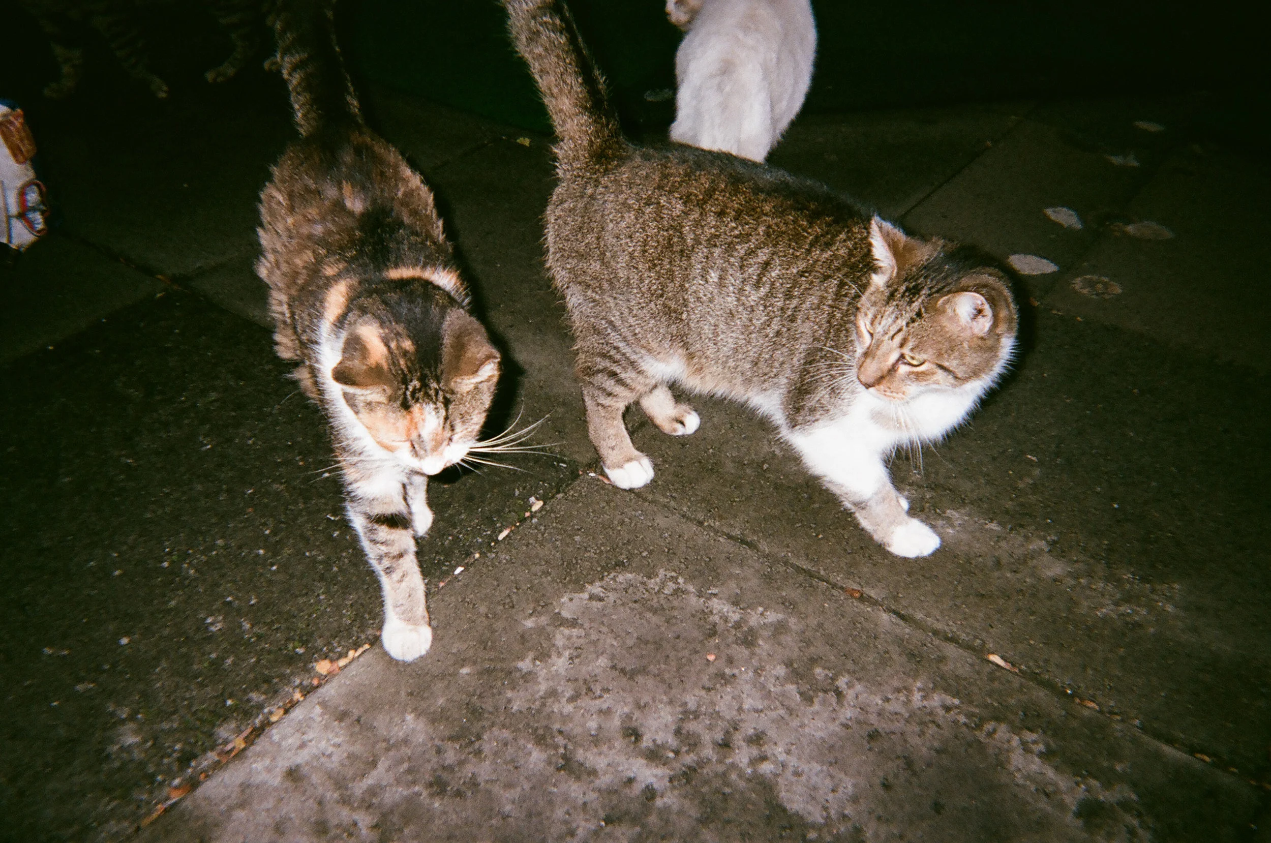 00860015.jpg