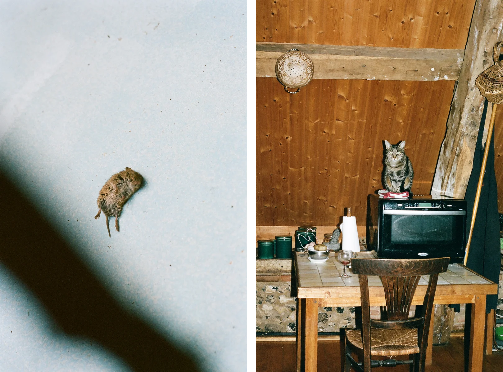 1. MOUSE + CAT.jpg