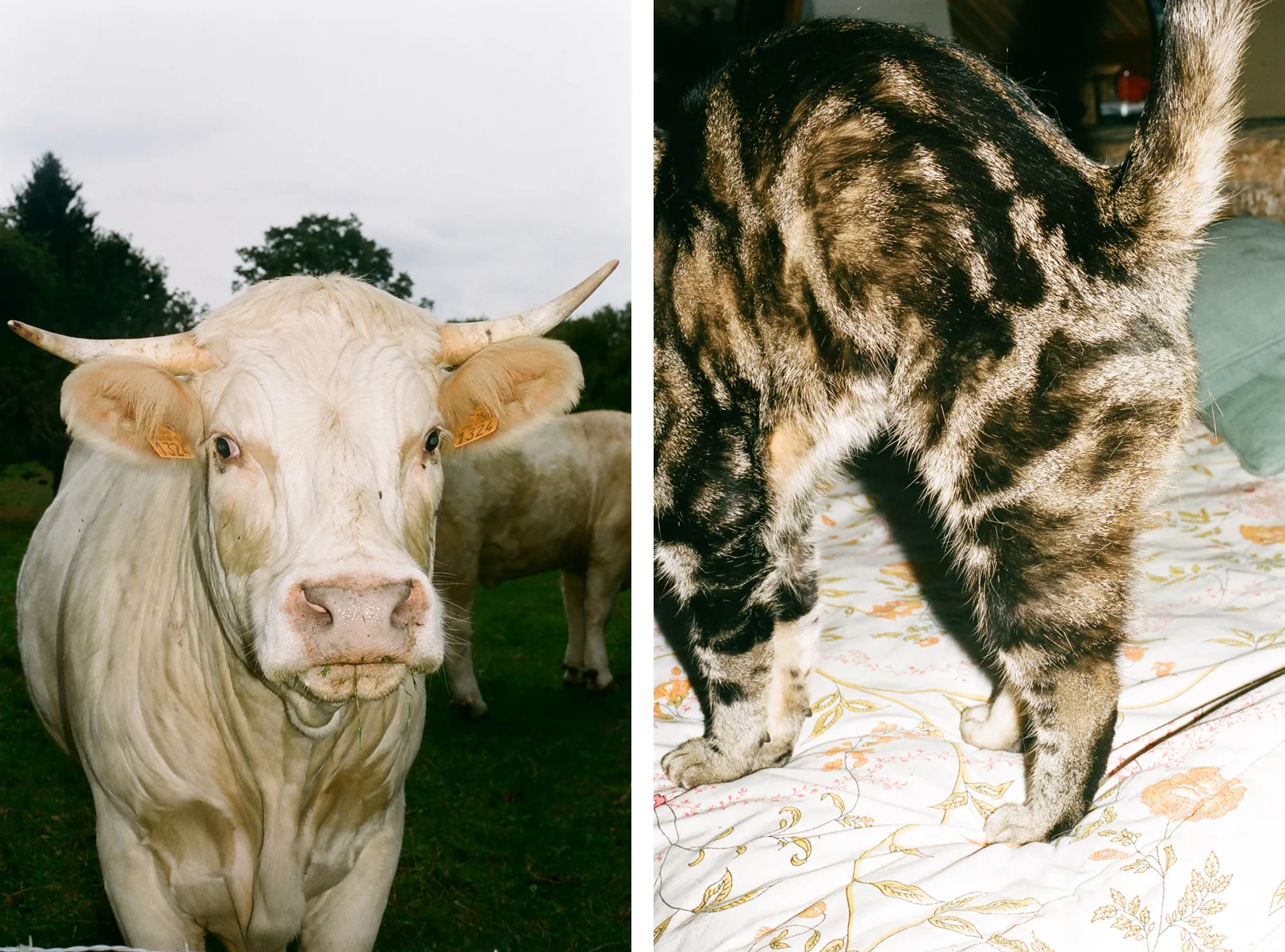 COW + CAT.jpg