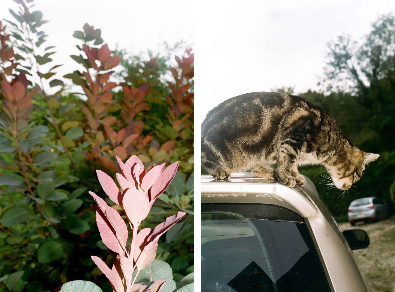 LEAVES + CATS.jpg