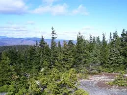 MaineTrees.jpg