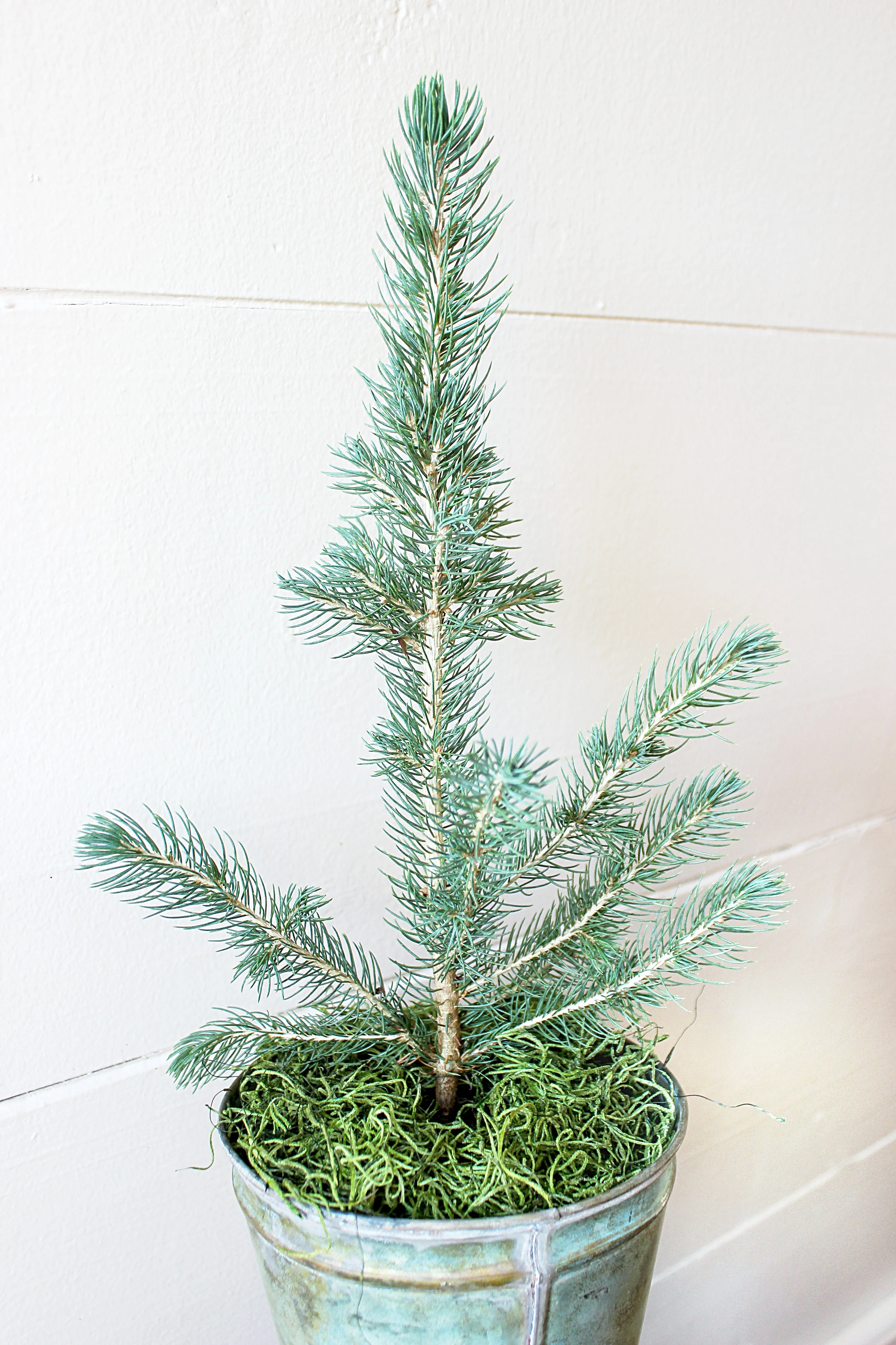 Tree Types Little Saps Gift Trees