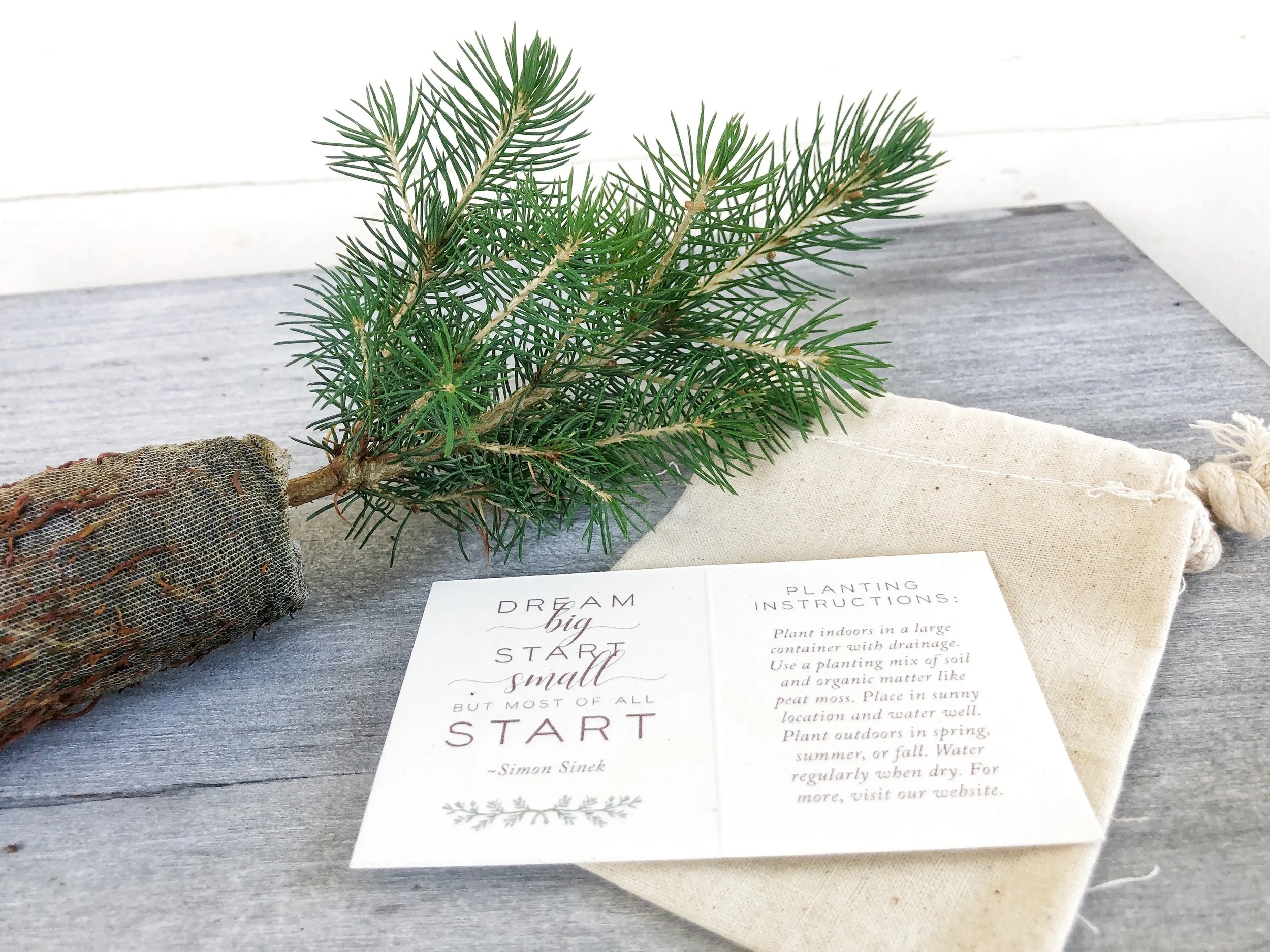 Do It Yourself Tree Seedling Favors