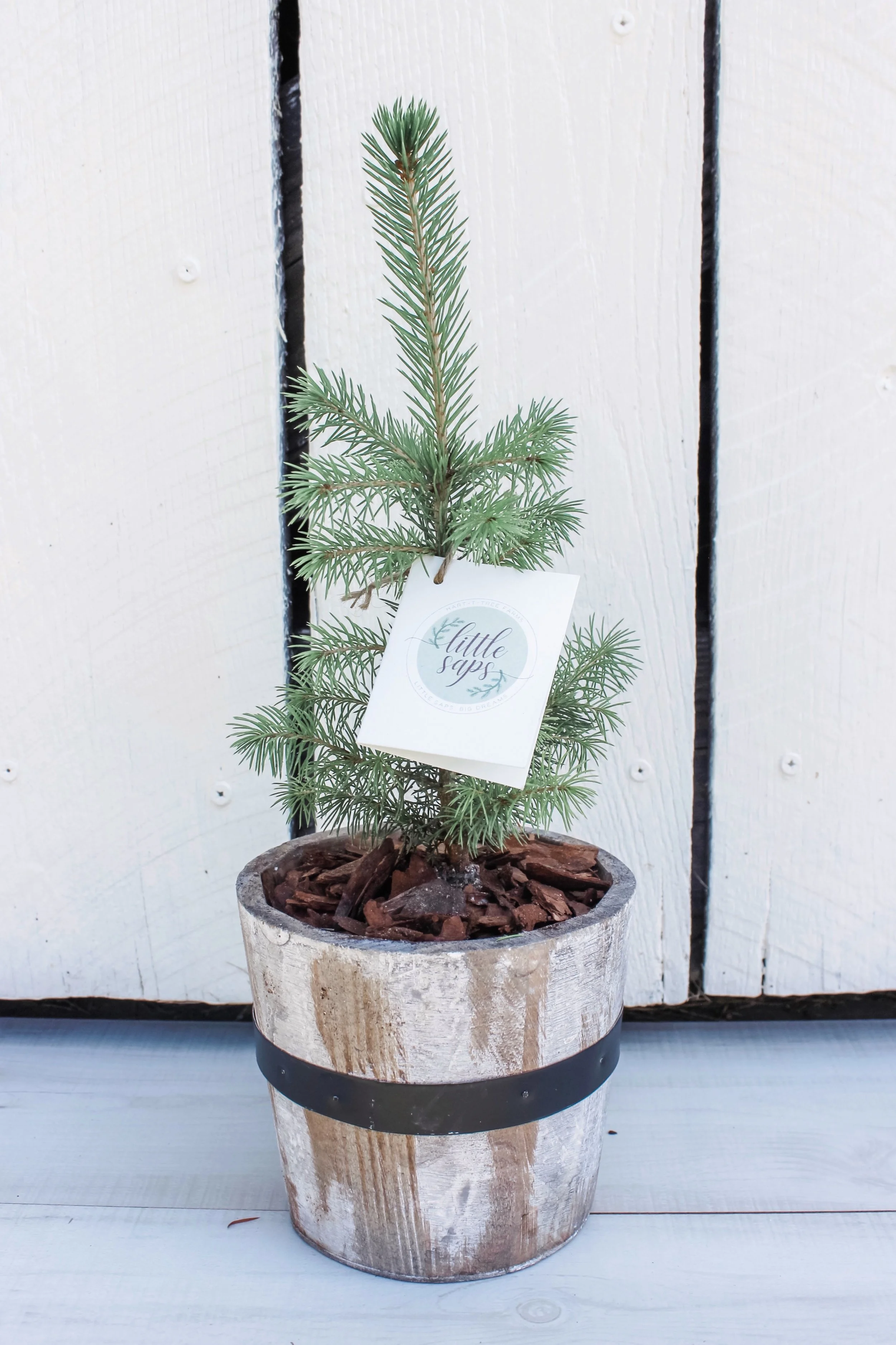 gift tree in a pot 2.jpg
