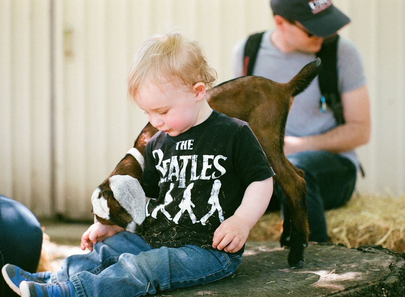 bowie + goats