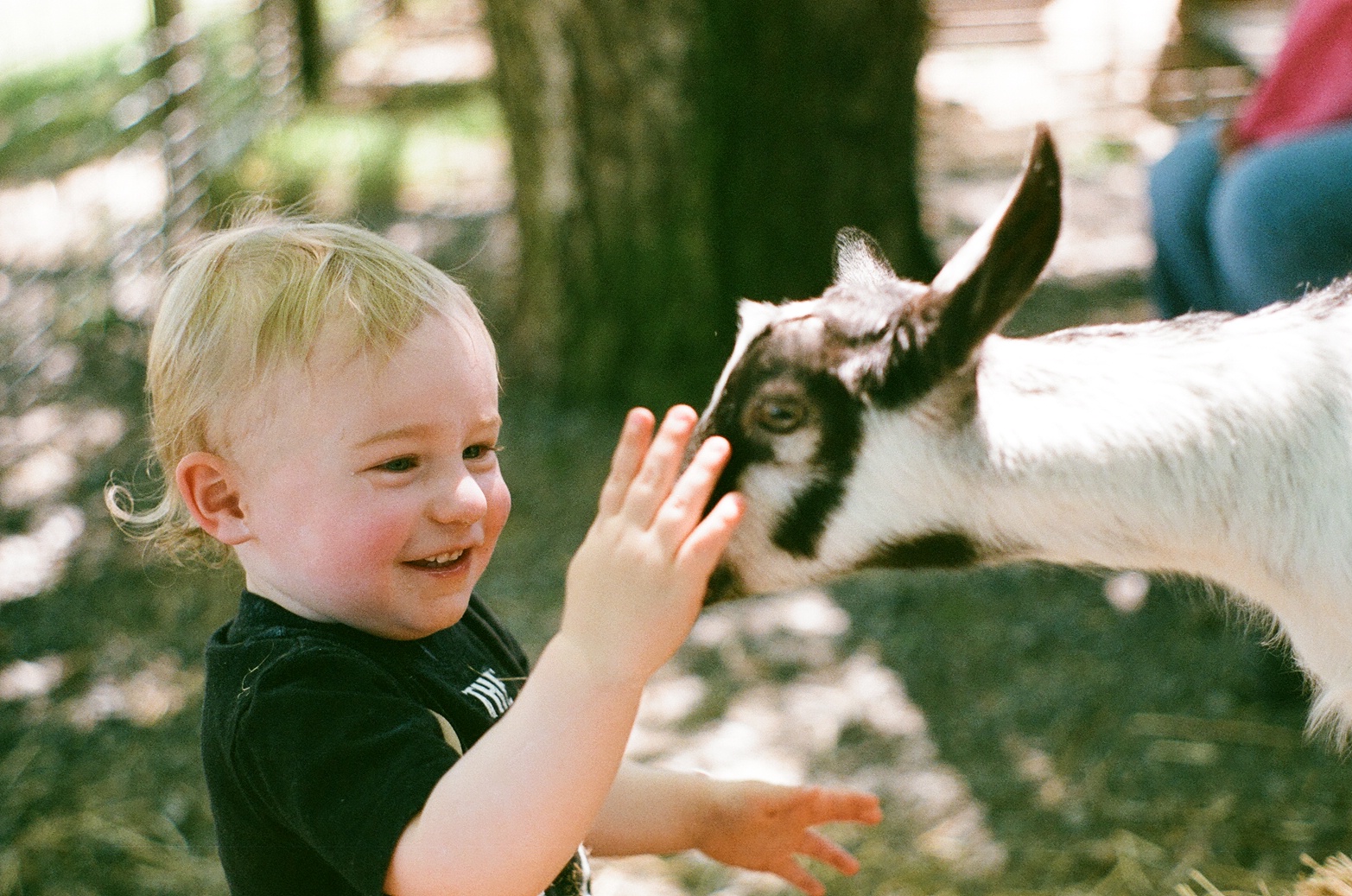 bowie + goats