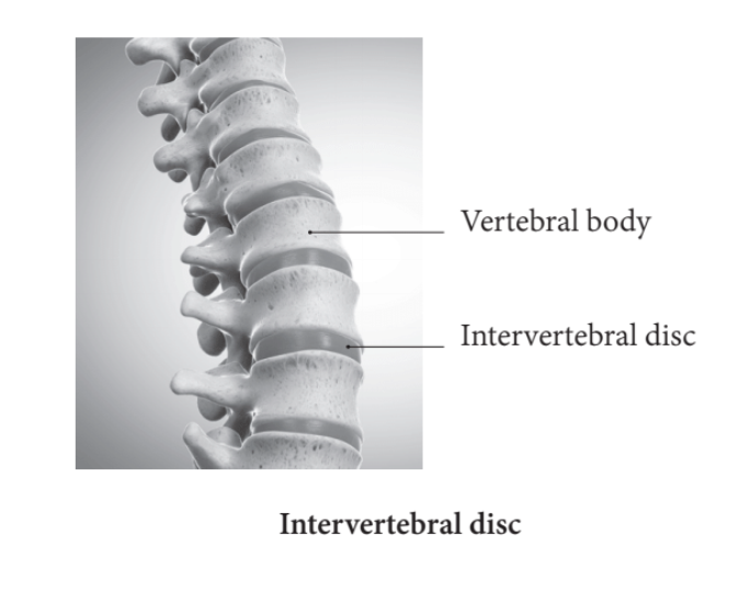 Why our intervertebral discs cannot slip! — Doctor Yogi