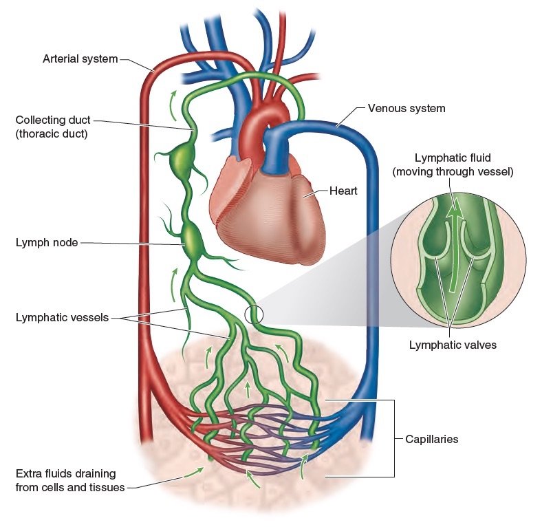 What Impact Does Yoga Have on the Lymphatic System? — Doctor Yogi