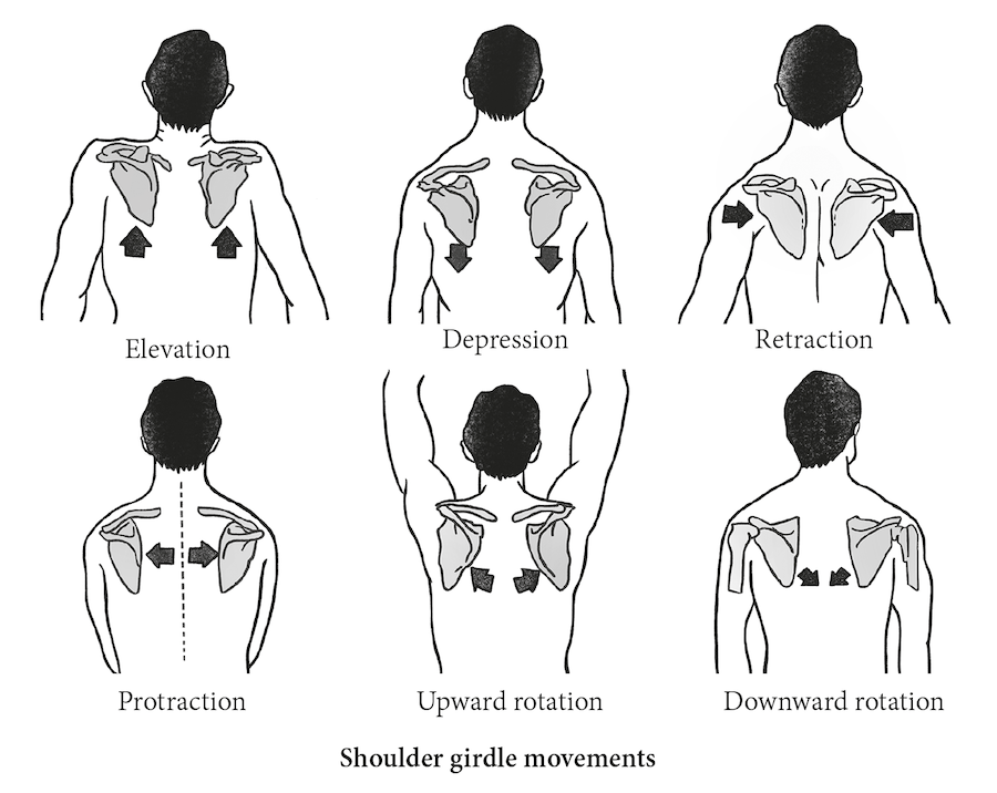 Classes of shoulder girdle motions examples (Sharba, Wali and Timemy