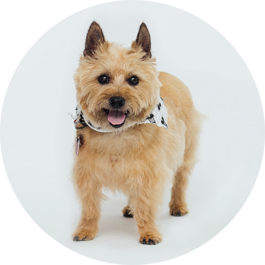 k9-spotlight-reggie.png