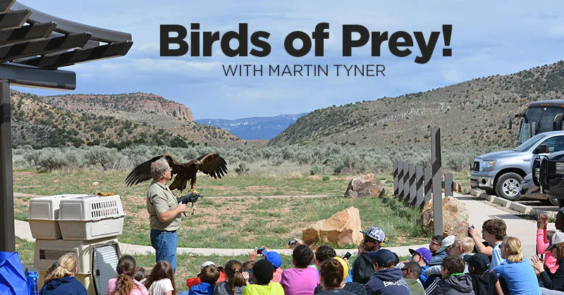 birds-prey.jpg