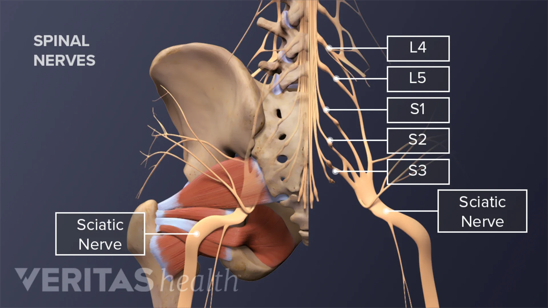 adult-spine-sciatic-nerve-back.webp