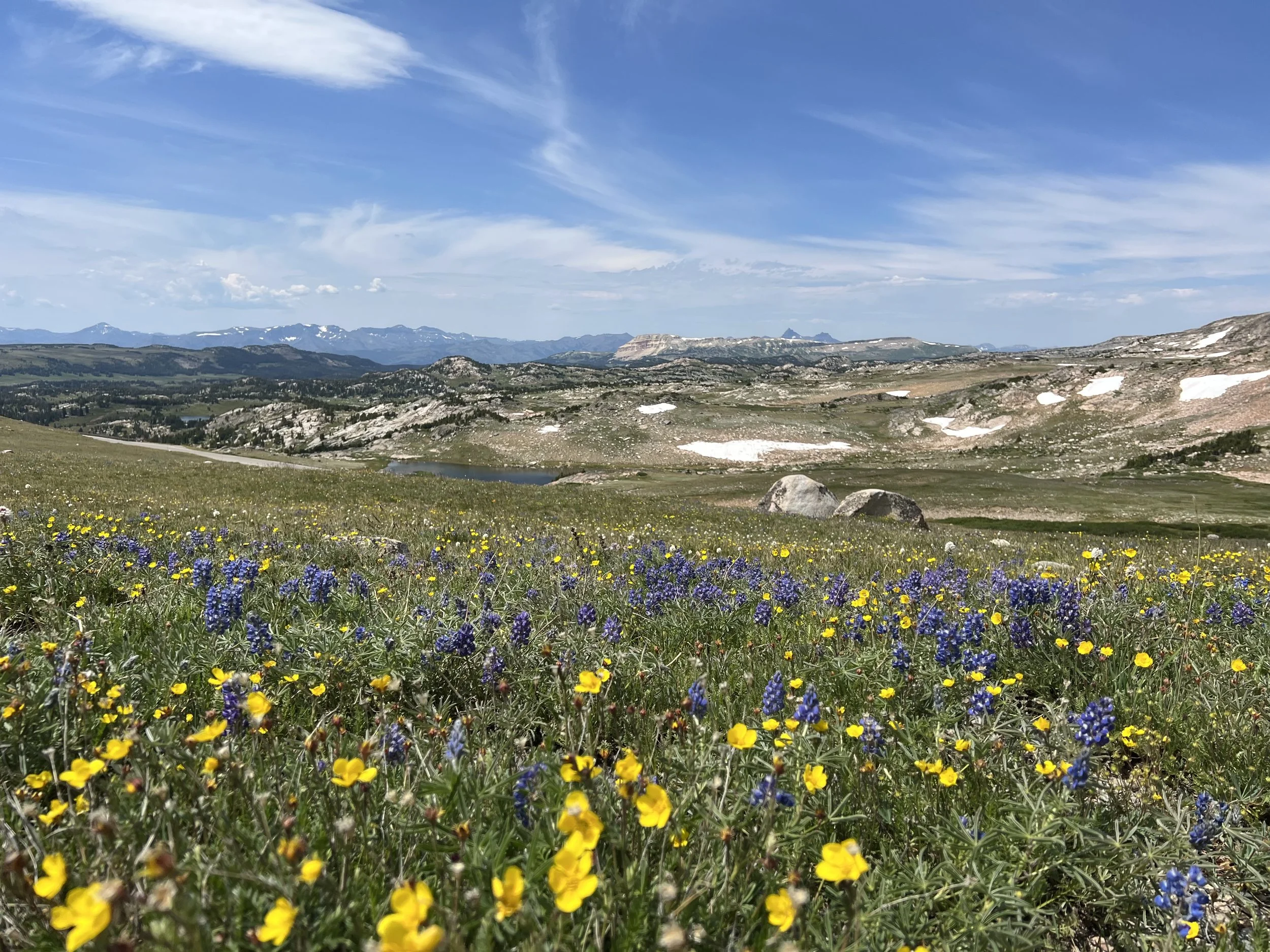 A scenic landscape of mountains, rolling hills, and a meadow with vibrant yellow and purple wildflowers under a blue sky with wispy clouds.