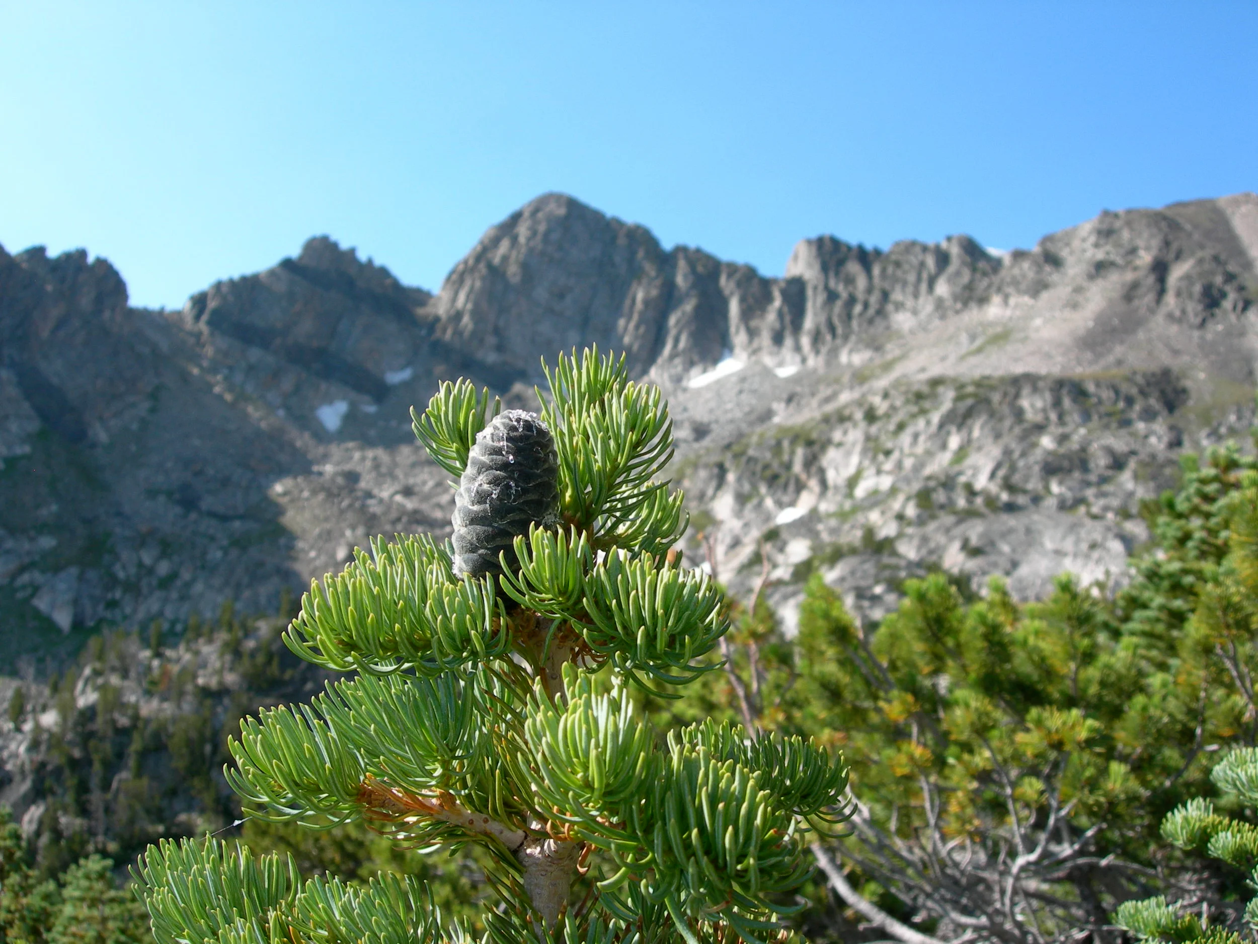 Close-up of a pine tree branch with green needles in front of a mountain range and clear blue sky.