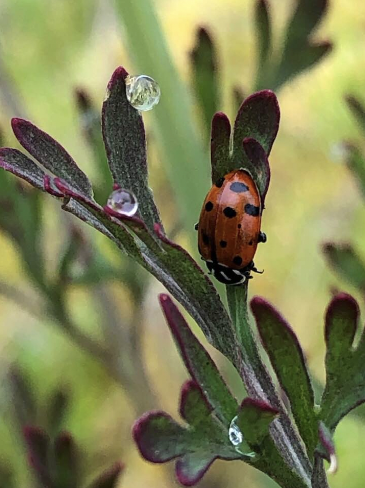 Screenshot 2024-04-04 at 7.39.56 AM.png