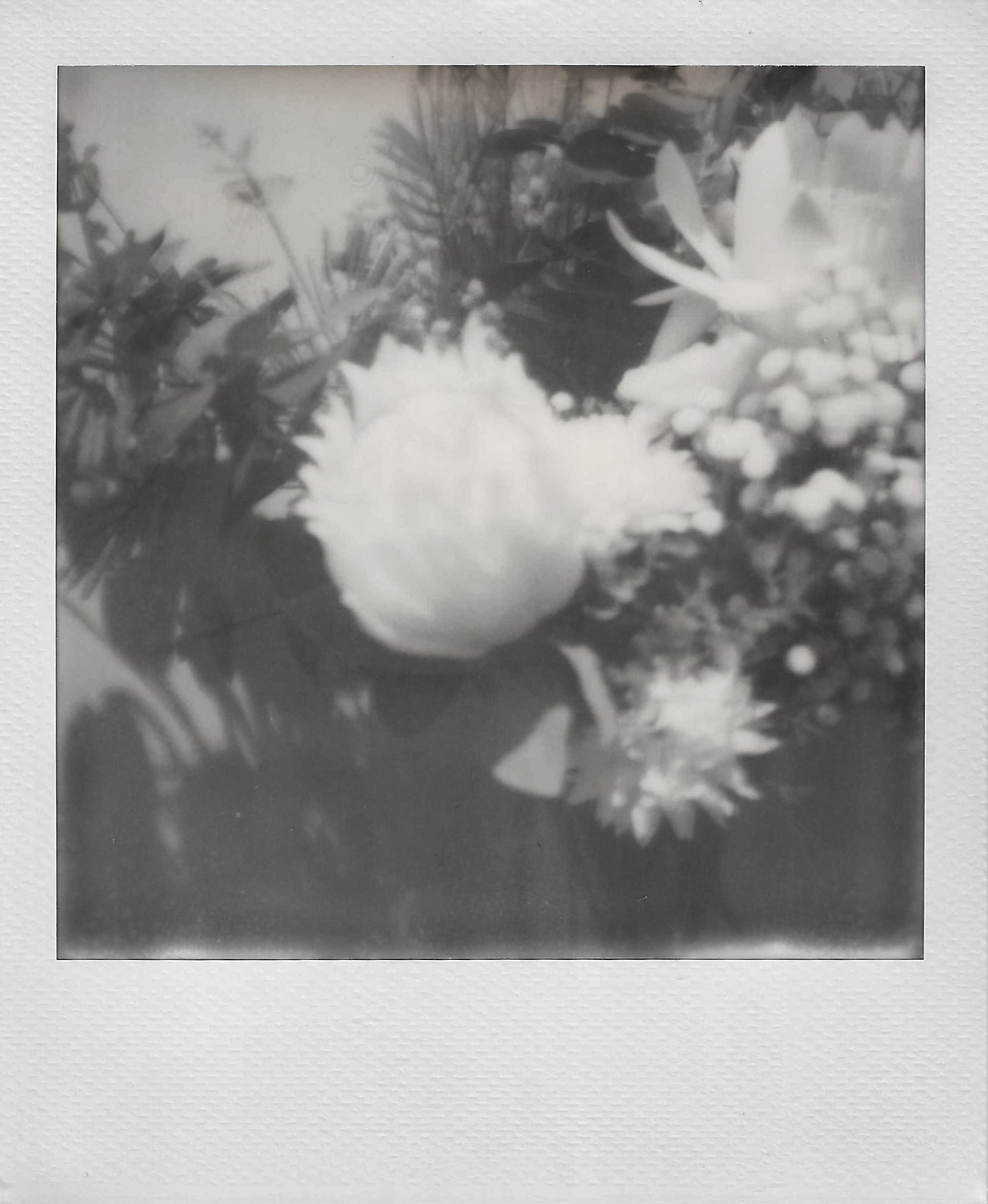 Polaroid