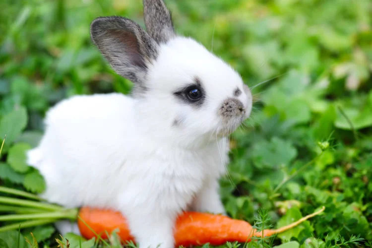 Saving Bunnies One Mascara At a Time