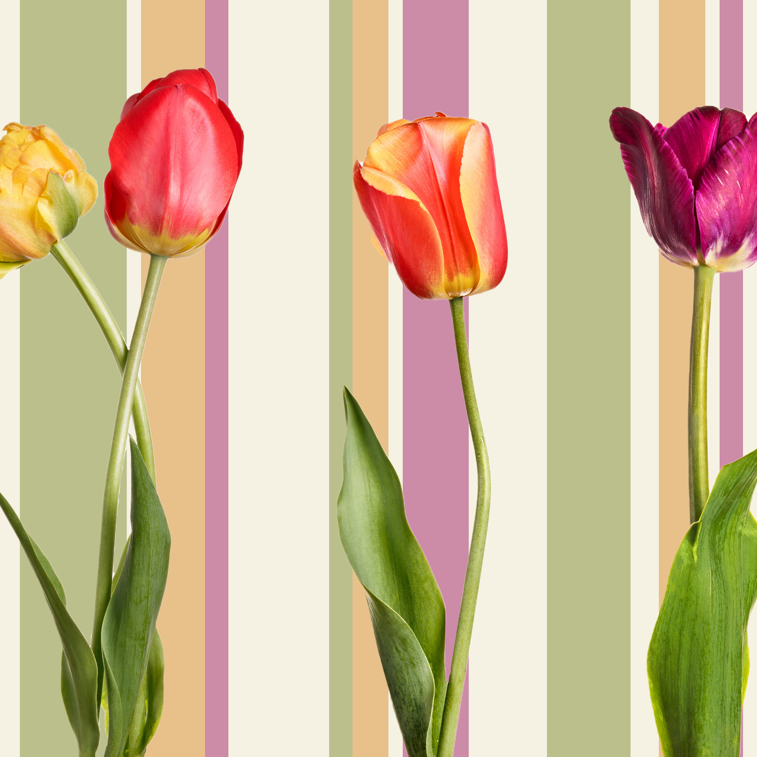 The Crone and the Clock: Women and the Taboo of Aging