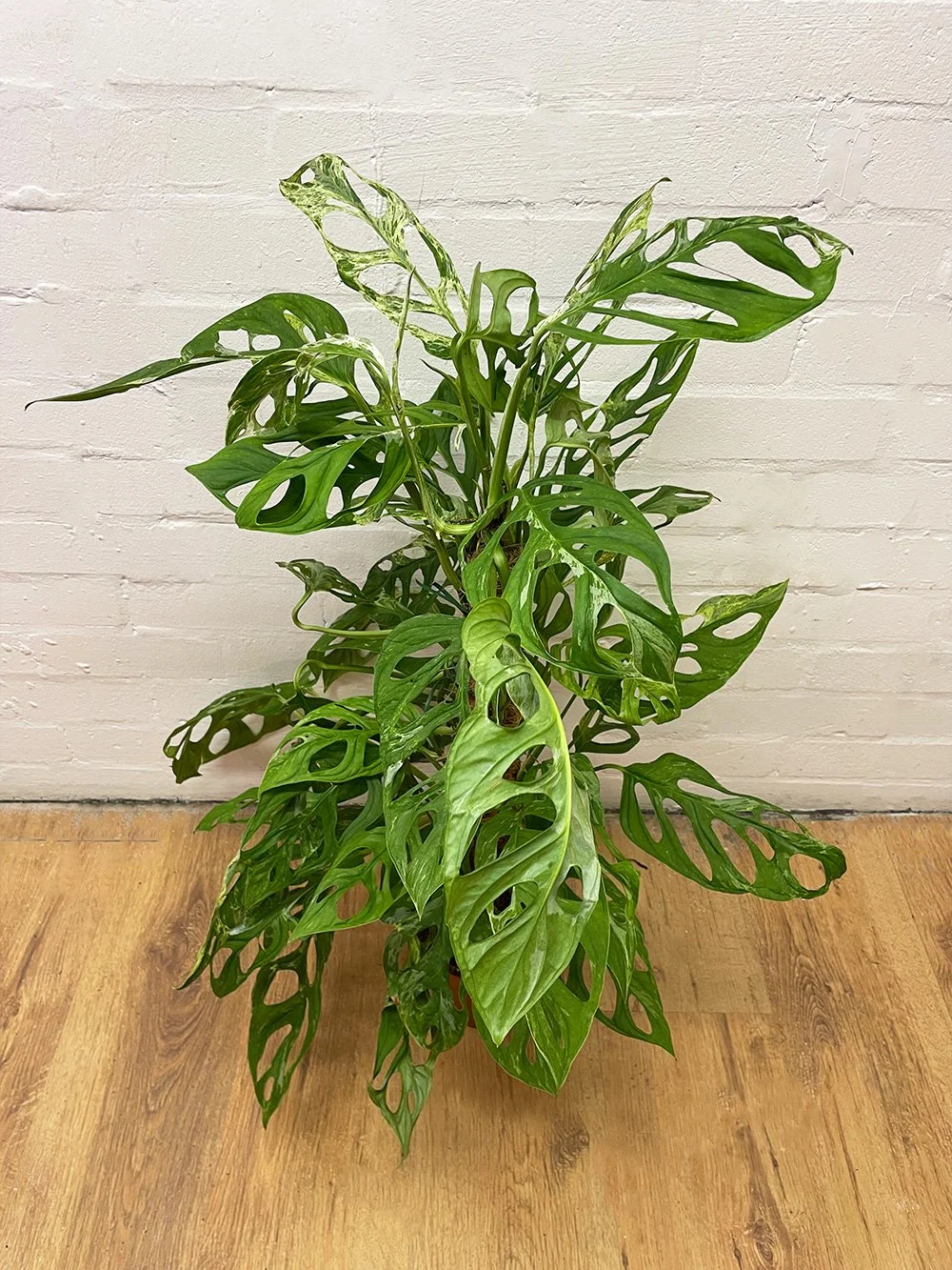 Monstera-Adansonii-Indonesian-Marble-2.jpg