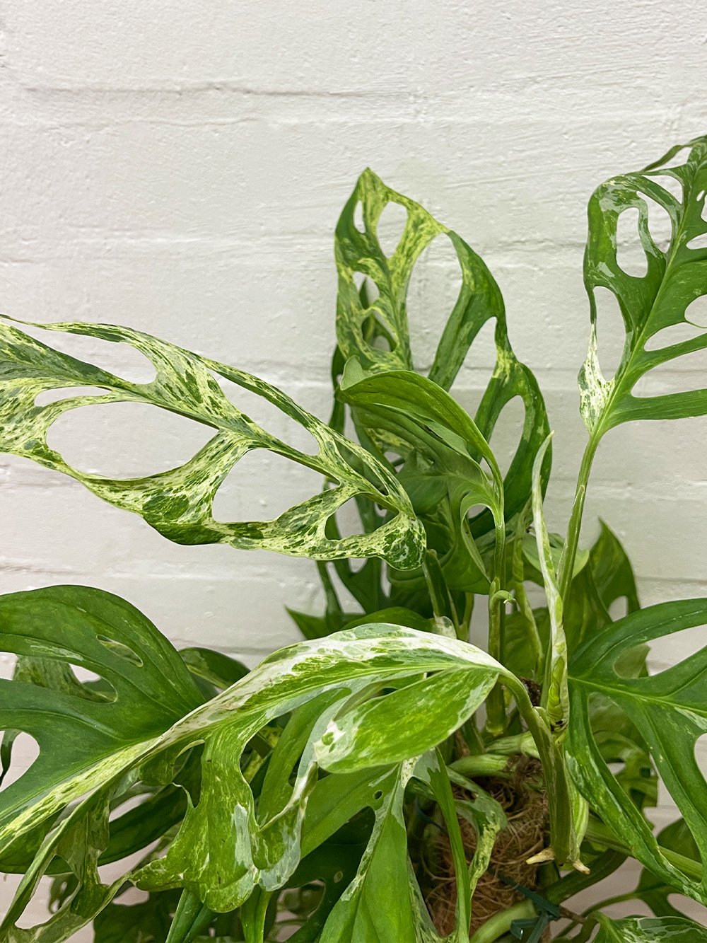Monstera-Adansonii-Indonesian-Marble.jpg