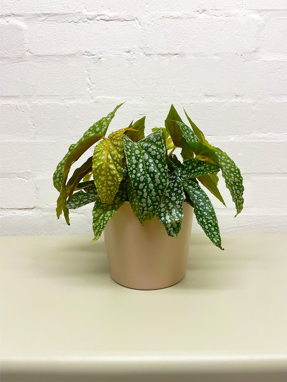 Simple-Nude-Pot-12cm-2.jpg