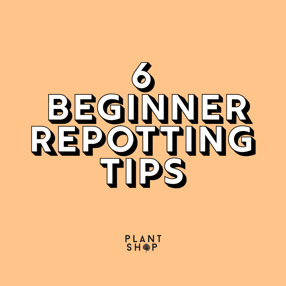 Beginner Repotting Tips Front.png