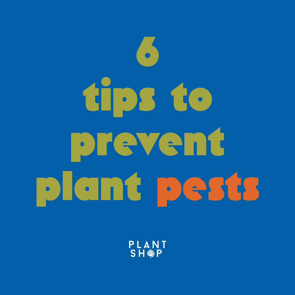 6 tips to prevent plant pests.png