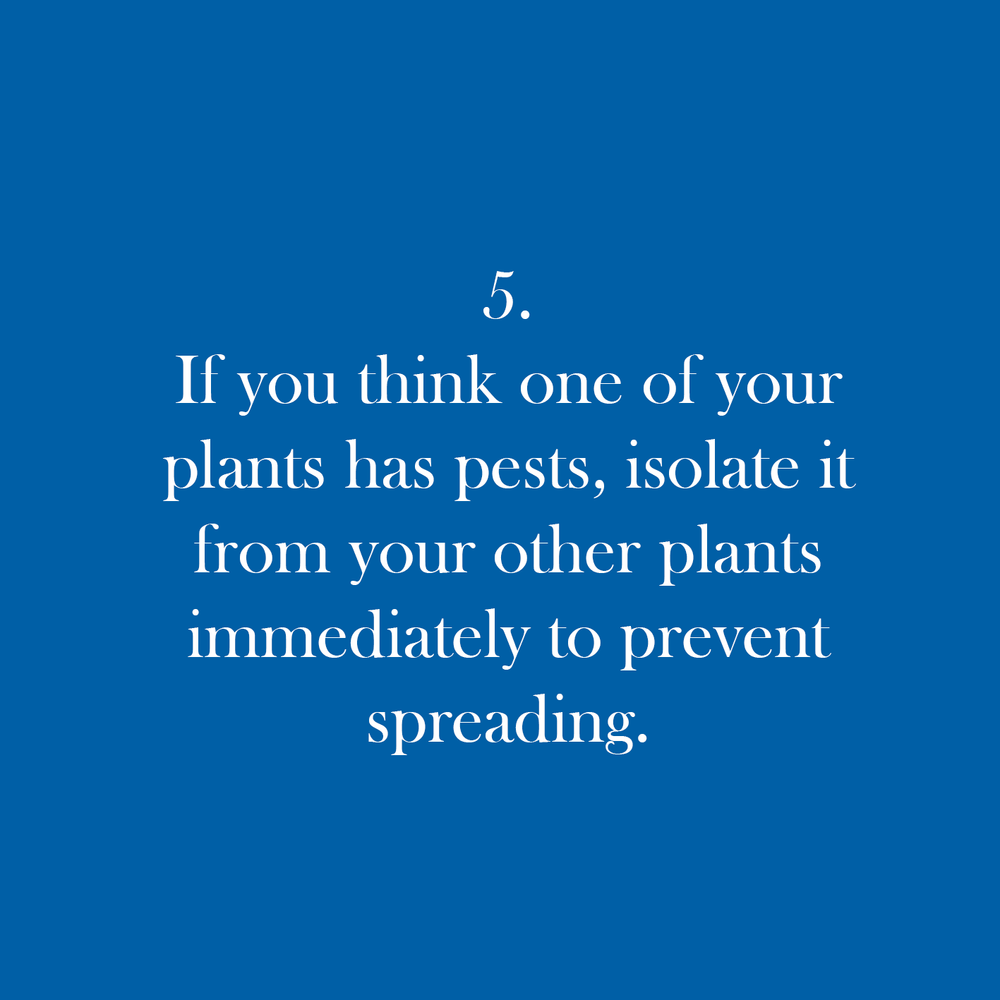 Pests tip 5.png