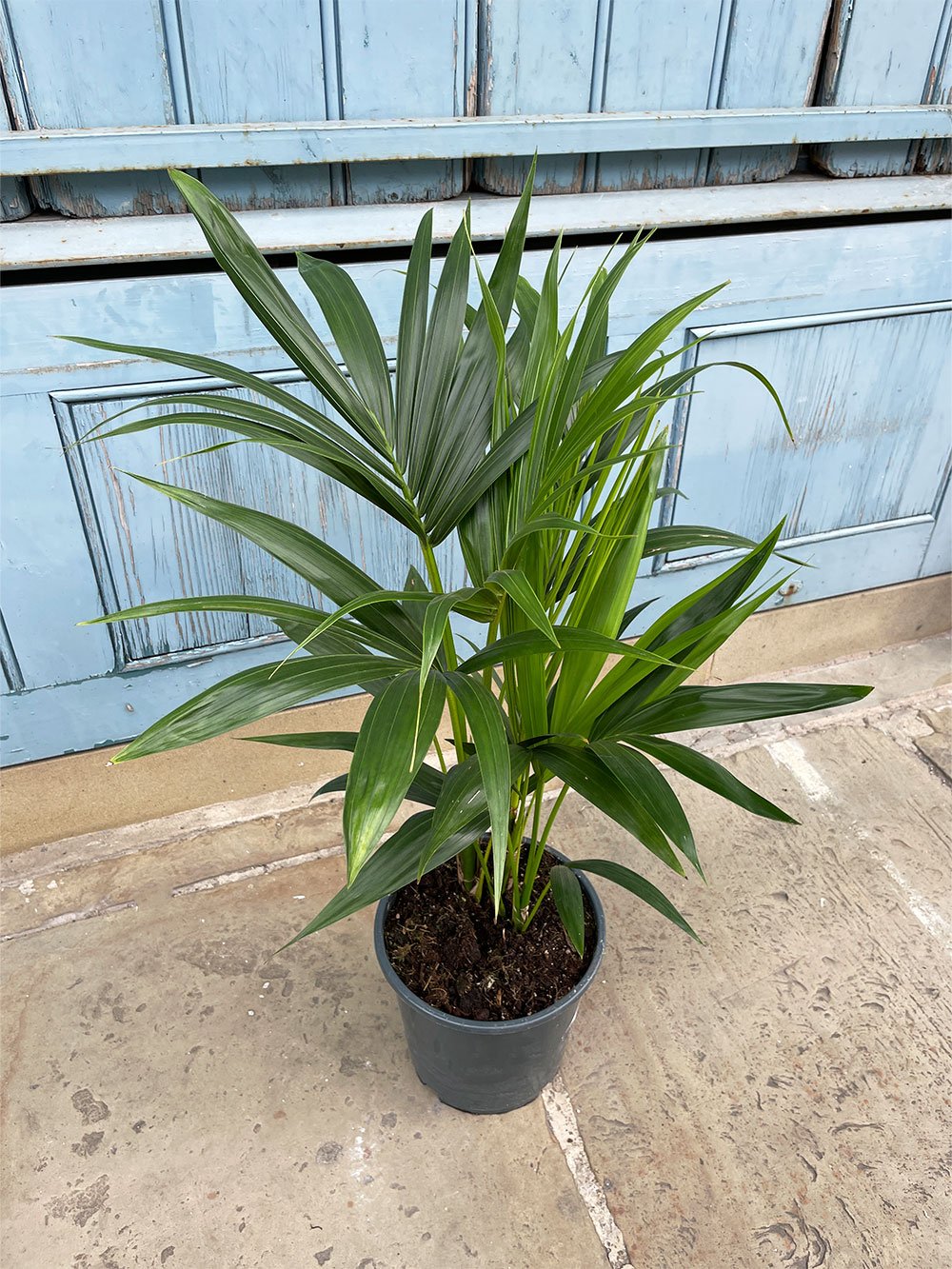 small-kentia-palm.jpg