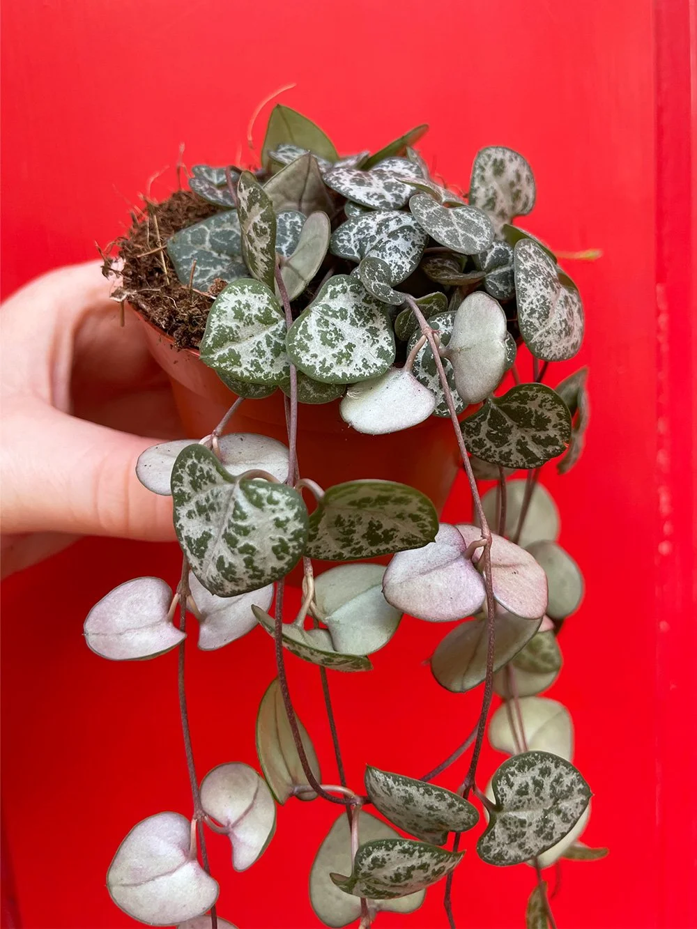 Plant Shop Manchester