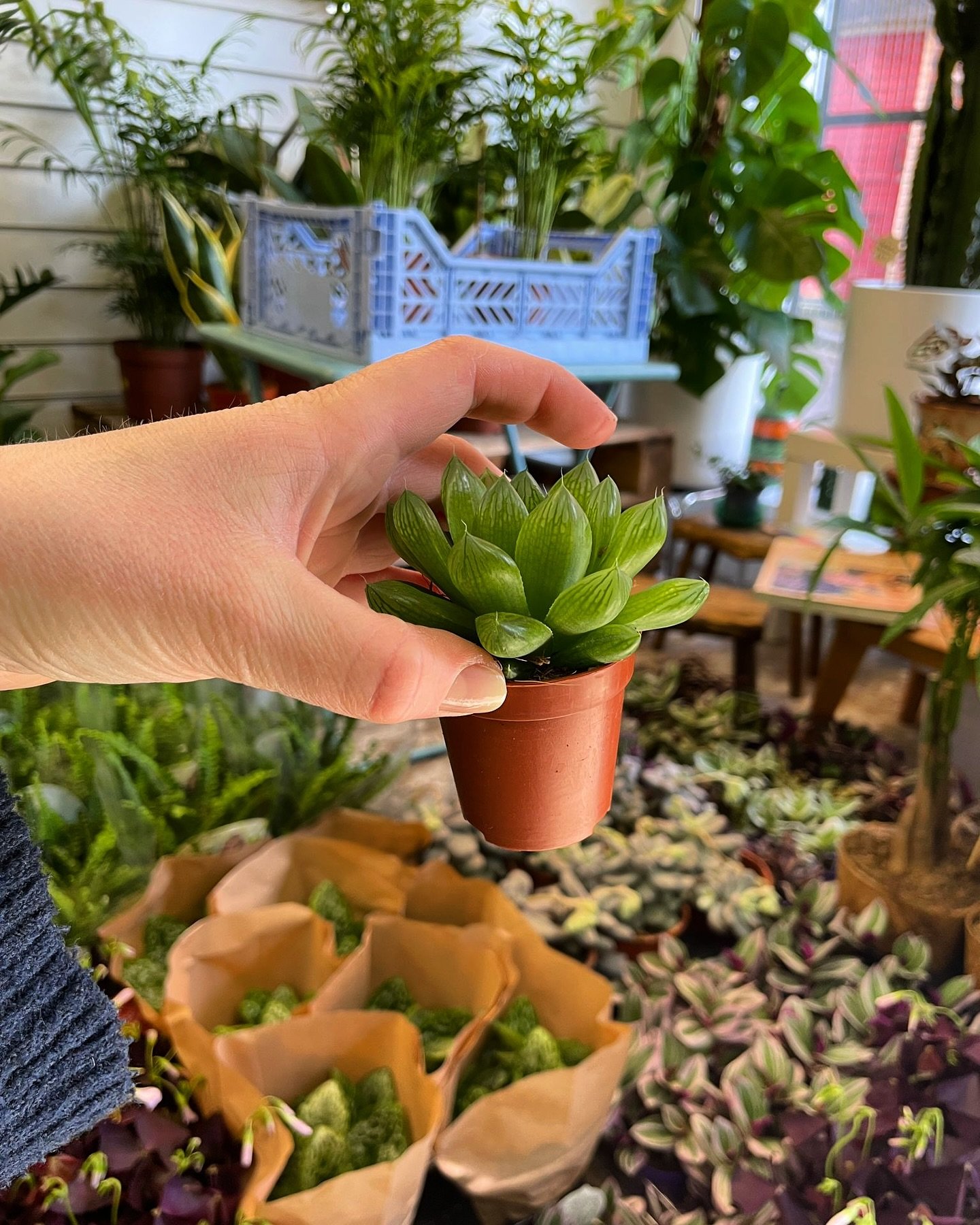 Plant of the Week &ldquo;Haworthia Cooperi&rdquo; wow