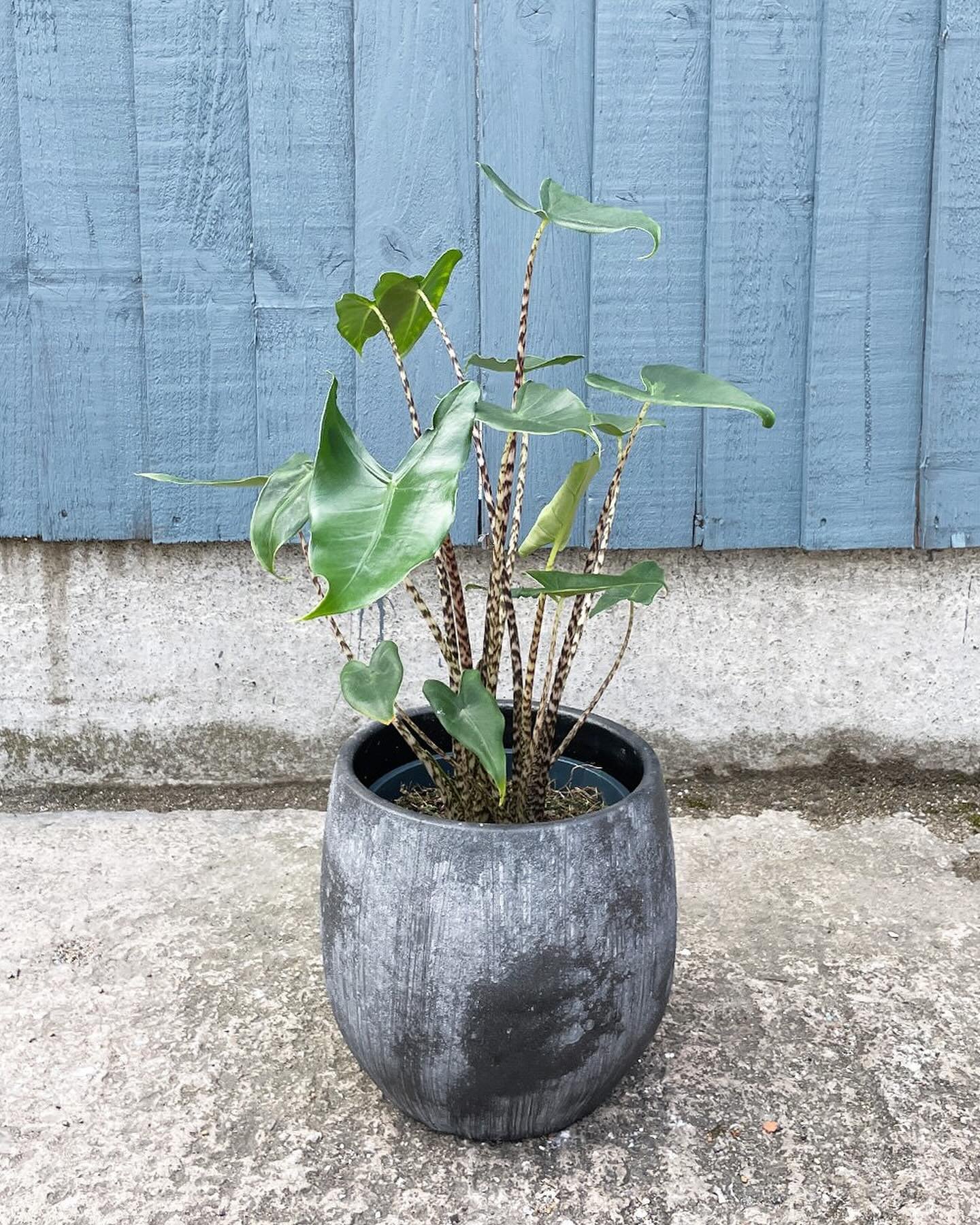 Alocasia Zebrina &lsquo;Siberian Tiger&rsquo; 🐅 

This unusual plant is a stunner! Alocasia are known as &lsquo;Elephant Ear&rsquo; plants due to the unusual, arrow shape of their foliage. The Alocasia Zebrina &lsquo;Siberian Tiger&rsquo; has this l