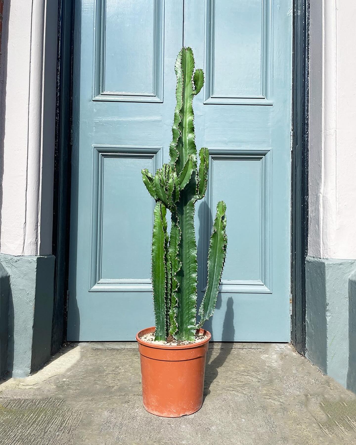 Relaxing today before we head off to @the_rhs Malvern show this coming week.

Known as the &lsquo;Desert Candle Cactus&rsquo;, this stunning cactus-esque succulent has fleshy, thorned stems. Mature specimens can grow to up to a massive 18m tall in th