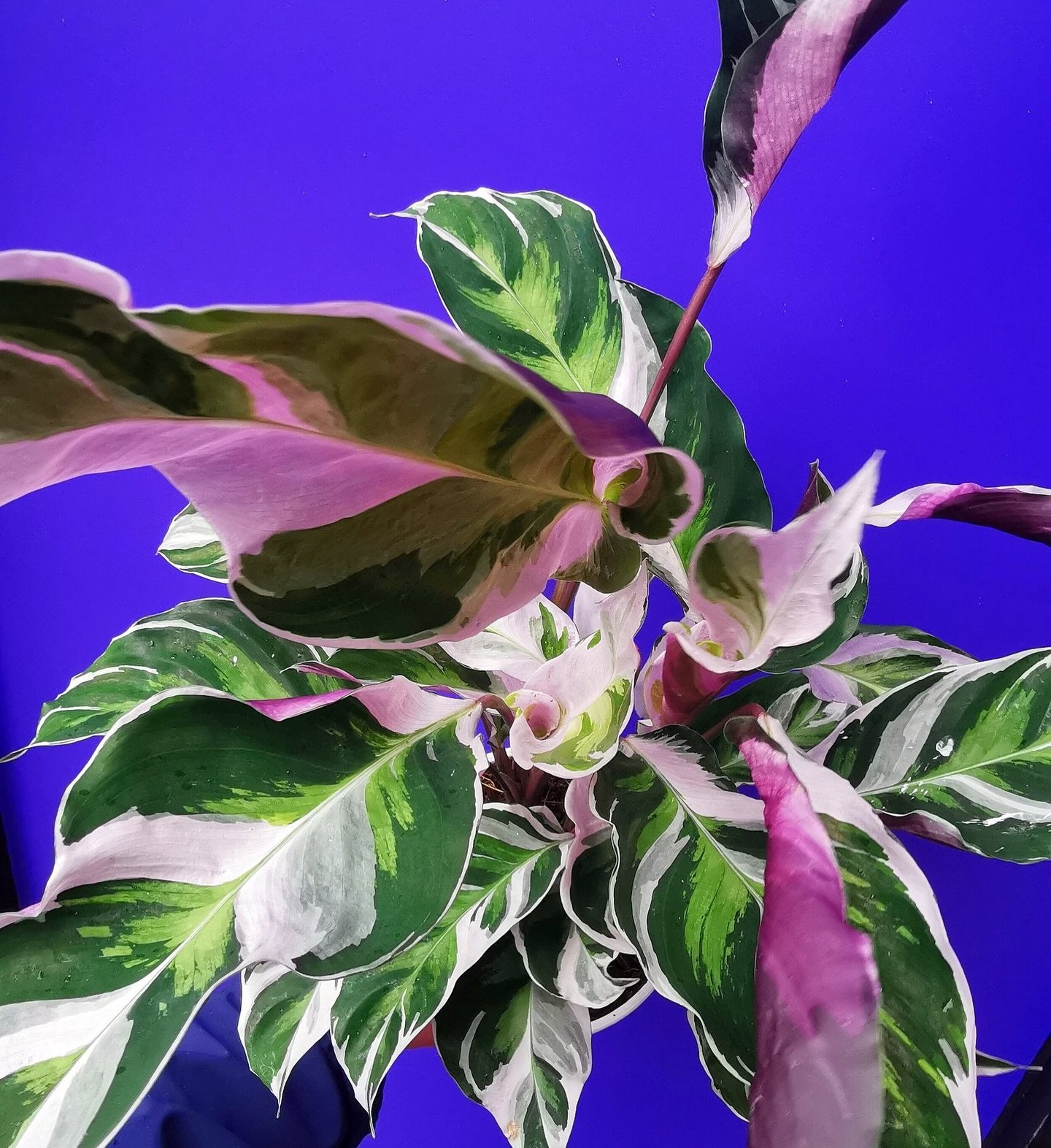 Your next plant purchase? 👀 now instore 

The Calathea family are known for having a wonderfully exotic look - and this variant is no exception! They make fantastic statement pieces due to their striking foliage, and they also have air-purifying qua