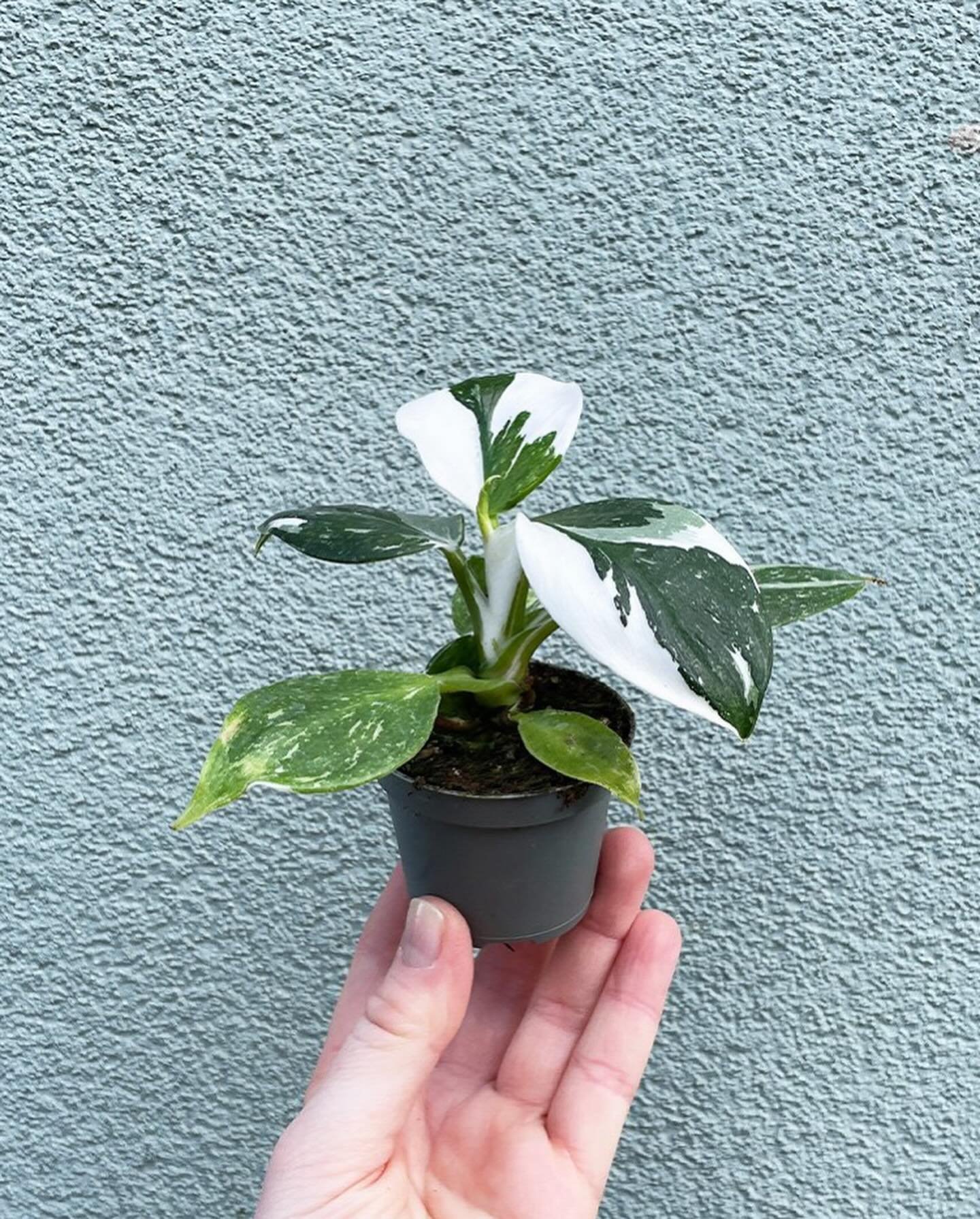 Who wants one saving? 
Baby philodendron white princesses are in.