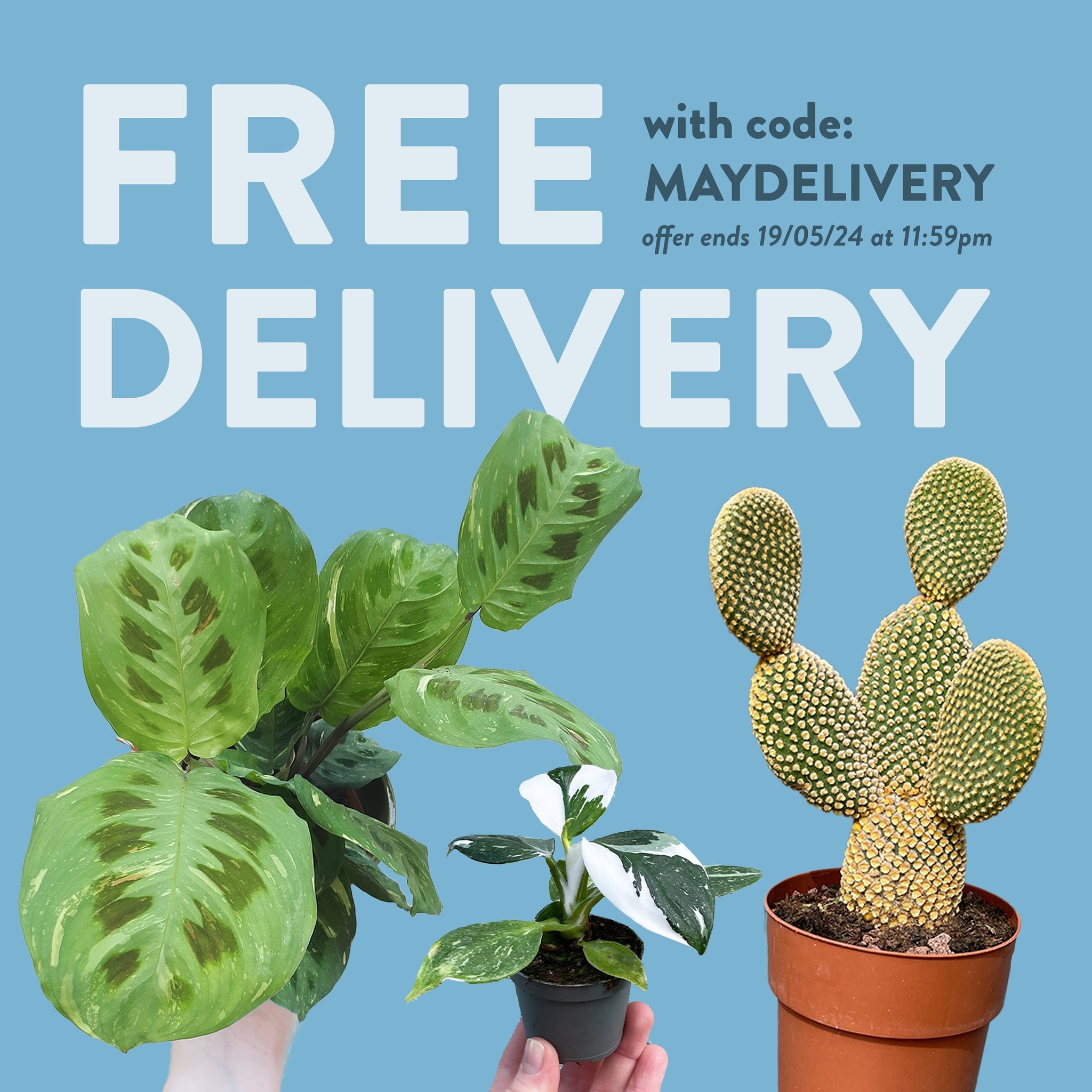 Maranta, Aeonium, Philodendron, Monstera, Calathea, Palms, Euphorbia and more, all hand-delivered to your door with FREE DELIVERY this week. 

Use code: MAYDELIVERY at checkout and get your order delivered for FREE. We deliver every Wednesday &amp; F