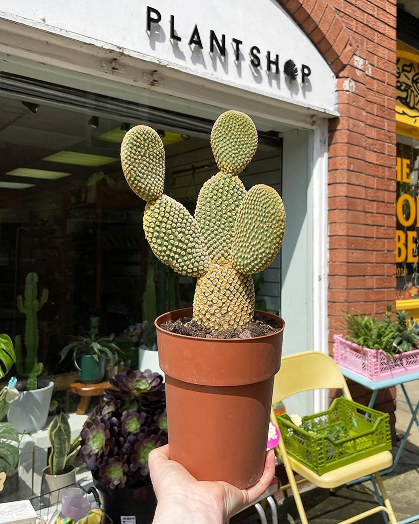 Known formally as Opuntia Microdasys, the Bunny Ear Cactus would be a striking piece on any windowsill, and is rather easy to care for! It has rounded, green spined pads that grow on top of one another. This large specimen is ideal for making a state