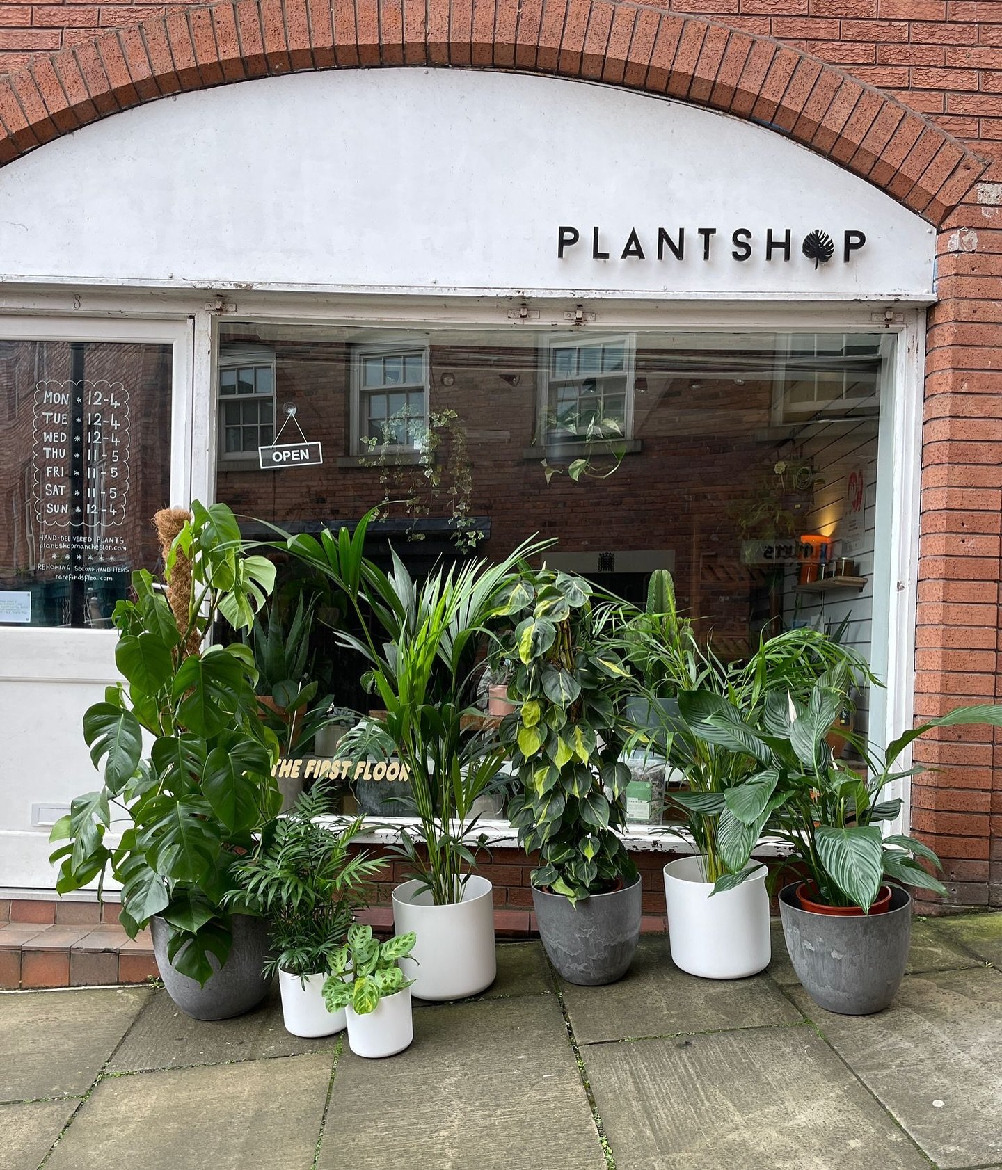 Hosting an event that needs some greenery? Need a specific plant for a photoshoot? 🪴

You can hire out our statement plants for your event! As a small business, Plant Shop specialises in hiring out the statement houseplants we currently have in-stoc