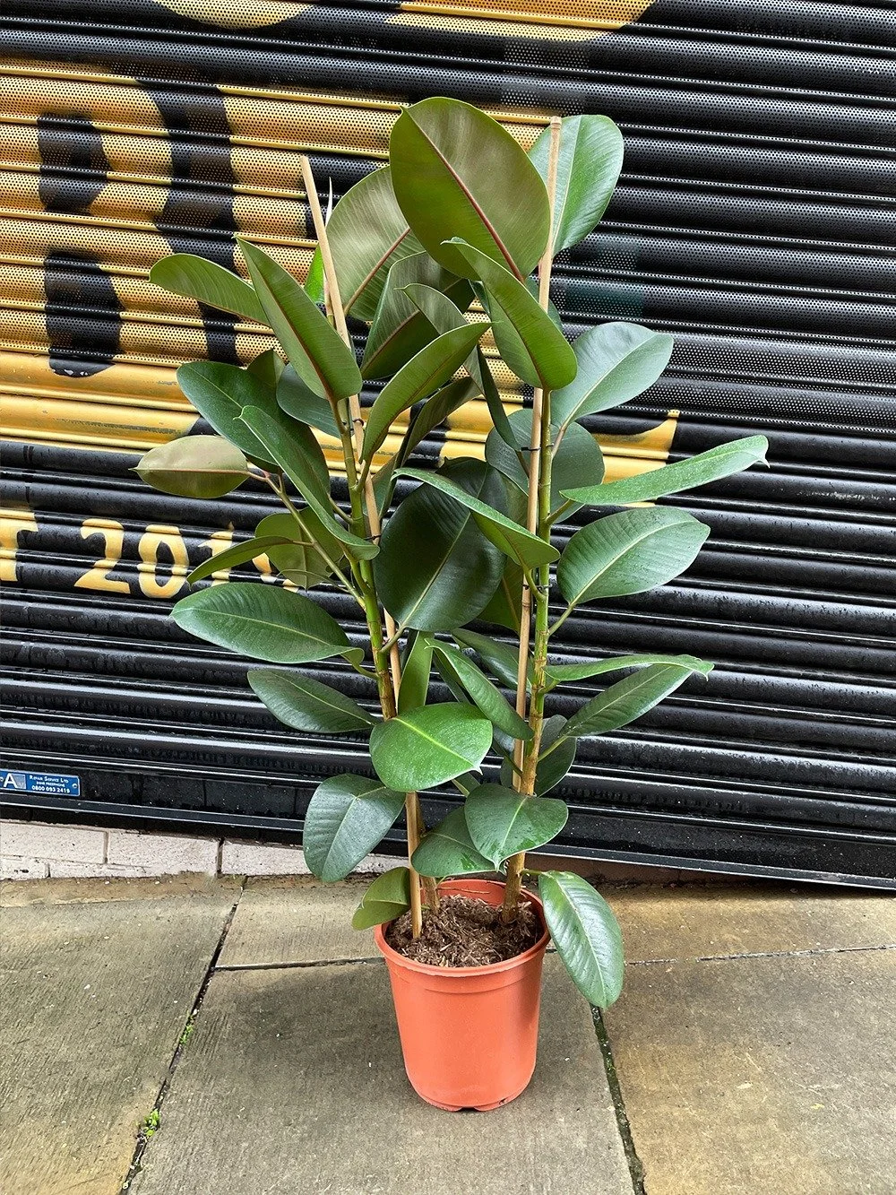 Ficus Rbustsa Plant Shop Manchester