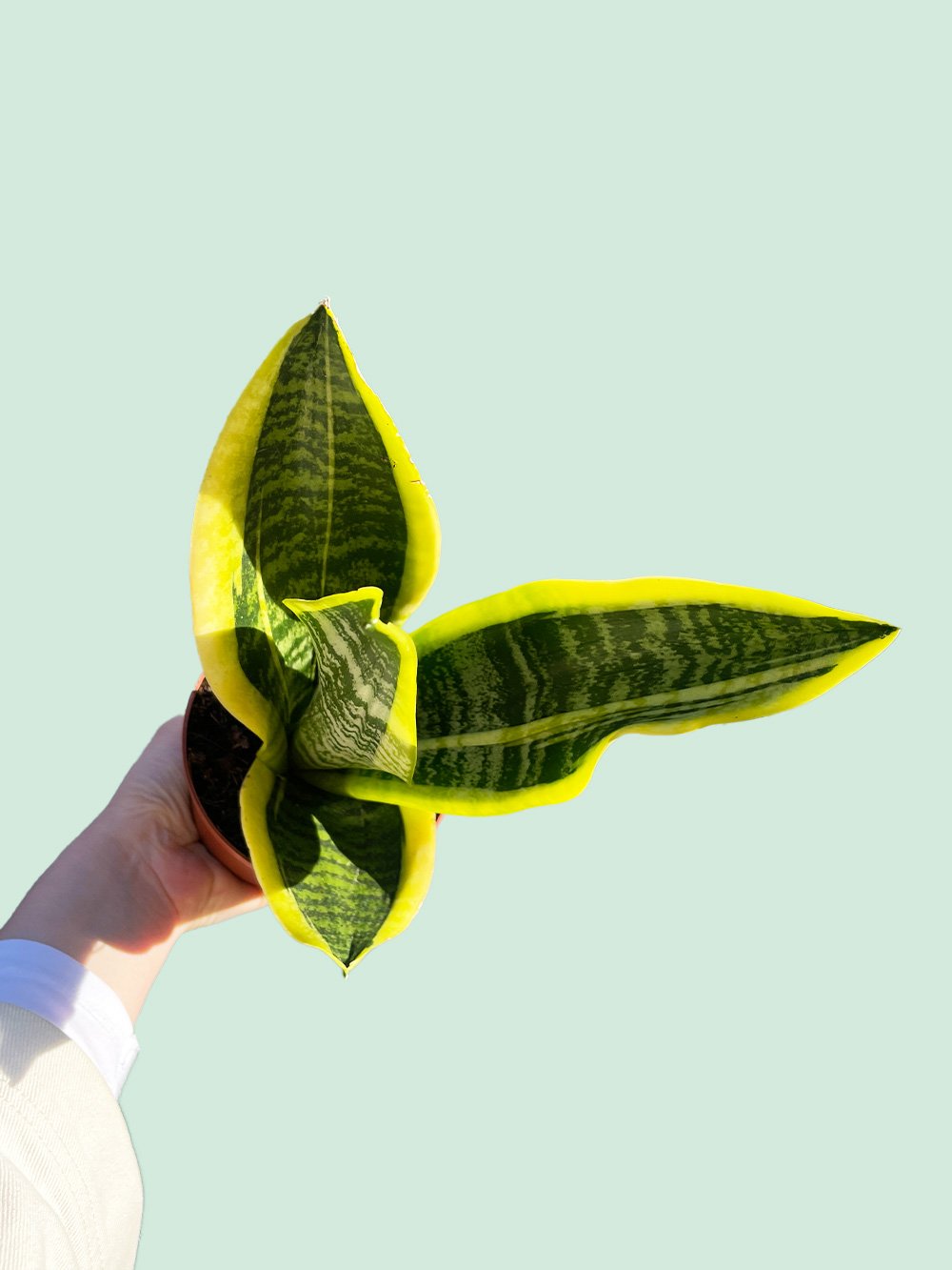Sanseveria-12cm-3.jpg