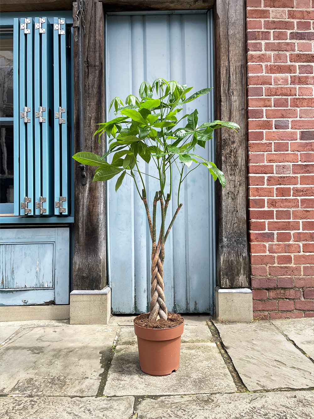 Pachira-Aquatica-24cm-2.jpg