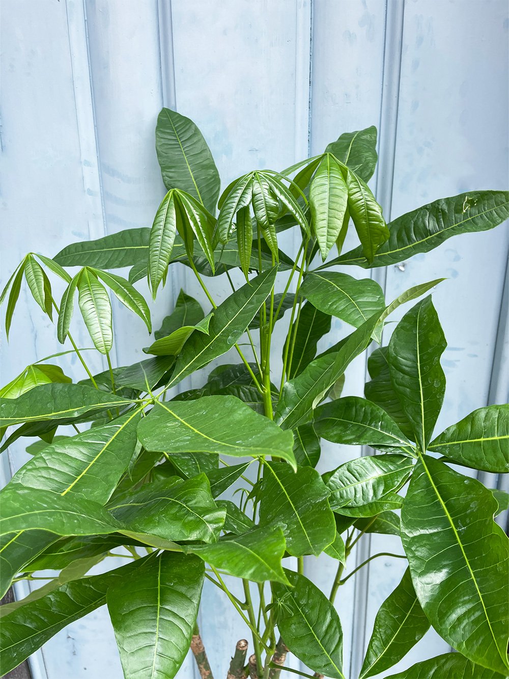 Pachira-Aquatica-24cm-3.jpg