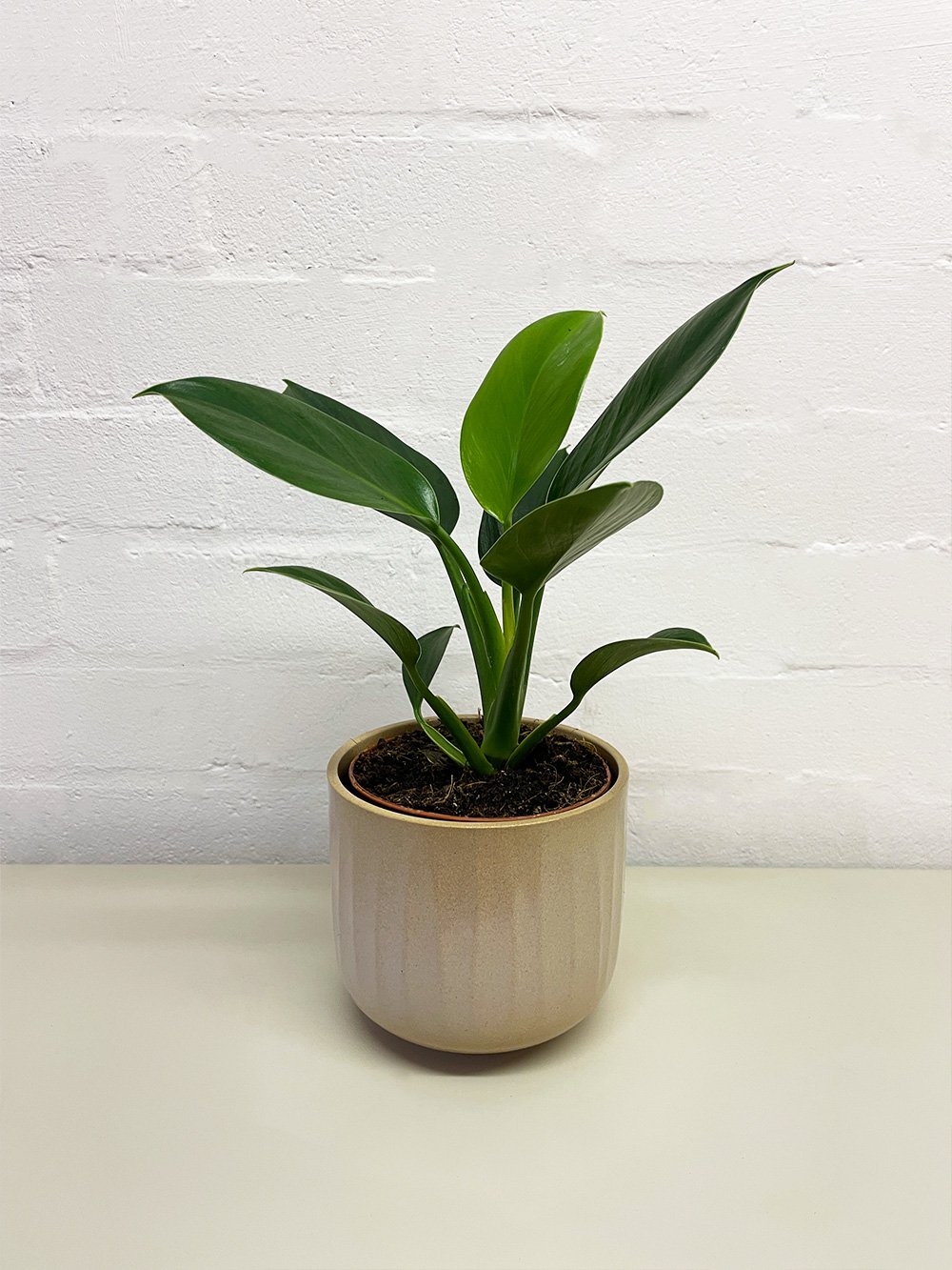 Coffee-Pot-12cm-3.jpg