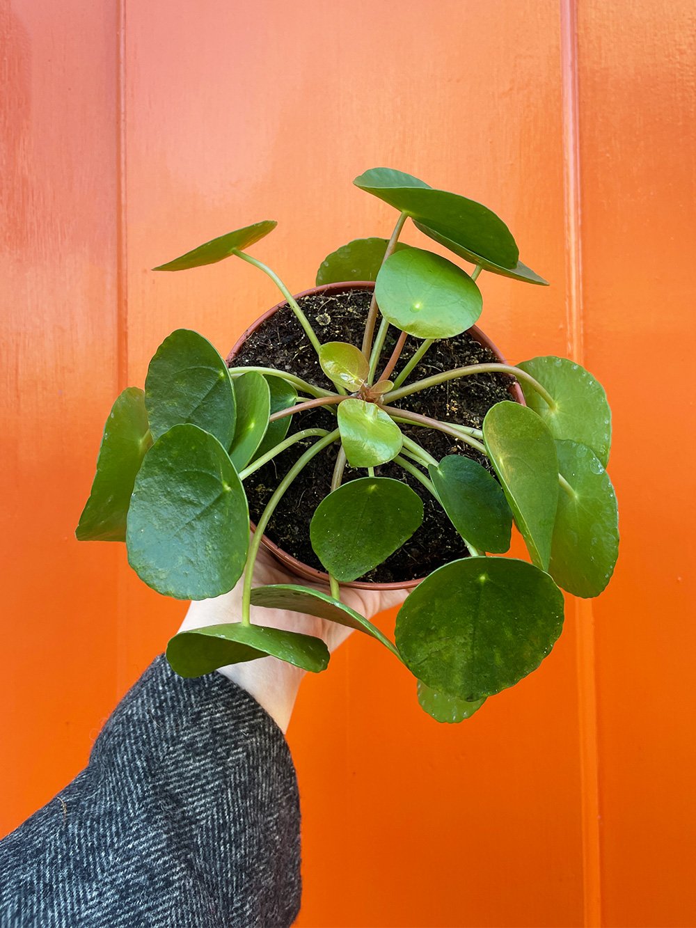 Pilea-13cm-2.jpg